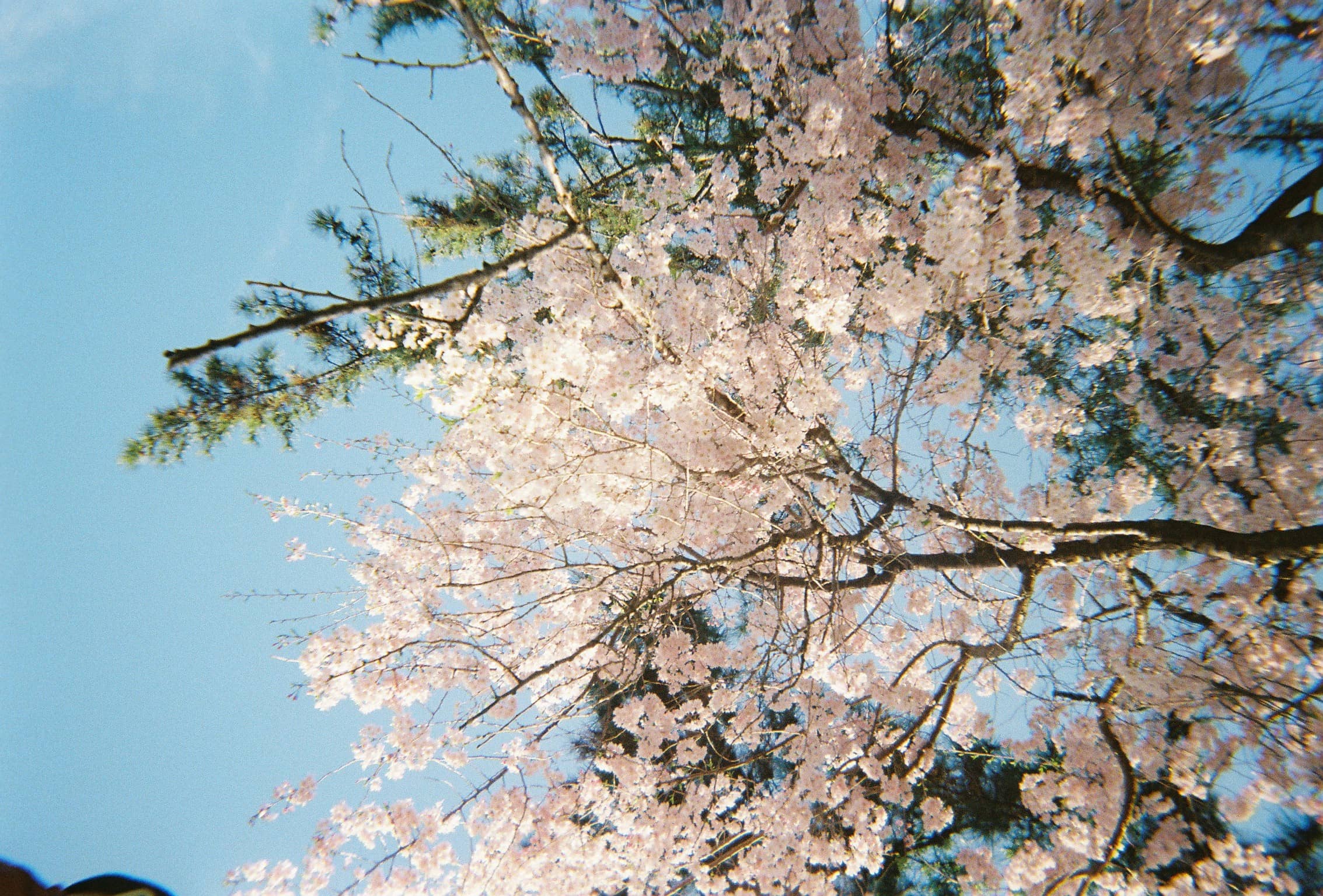 KABIN’s April Picks: Cherry Blossoms, Festivals, and Hidden Gems in Kyoto & Osaka – April 2025 Travel Guide